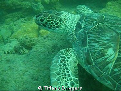 Saw this sea turtle off of pompano beach in Florida, It w... by Tiffany Driggers 